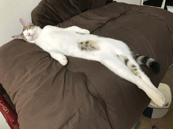 funny cats stretching 1